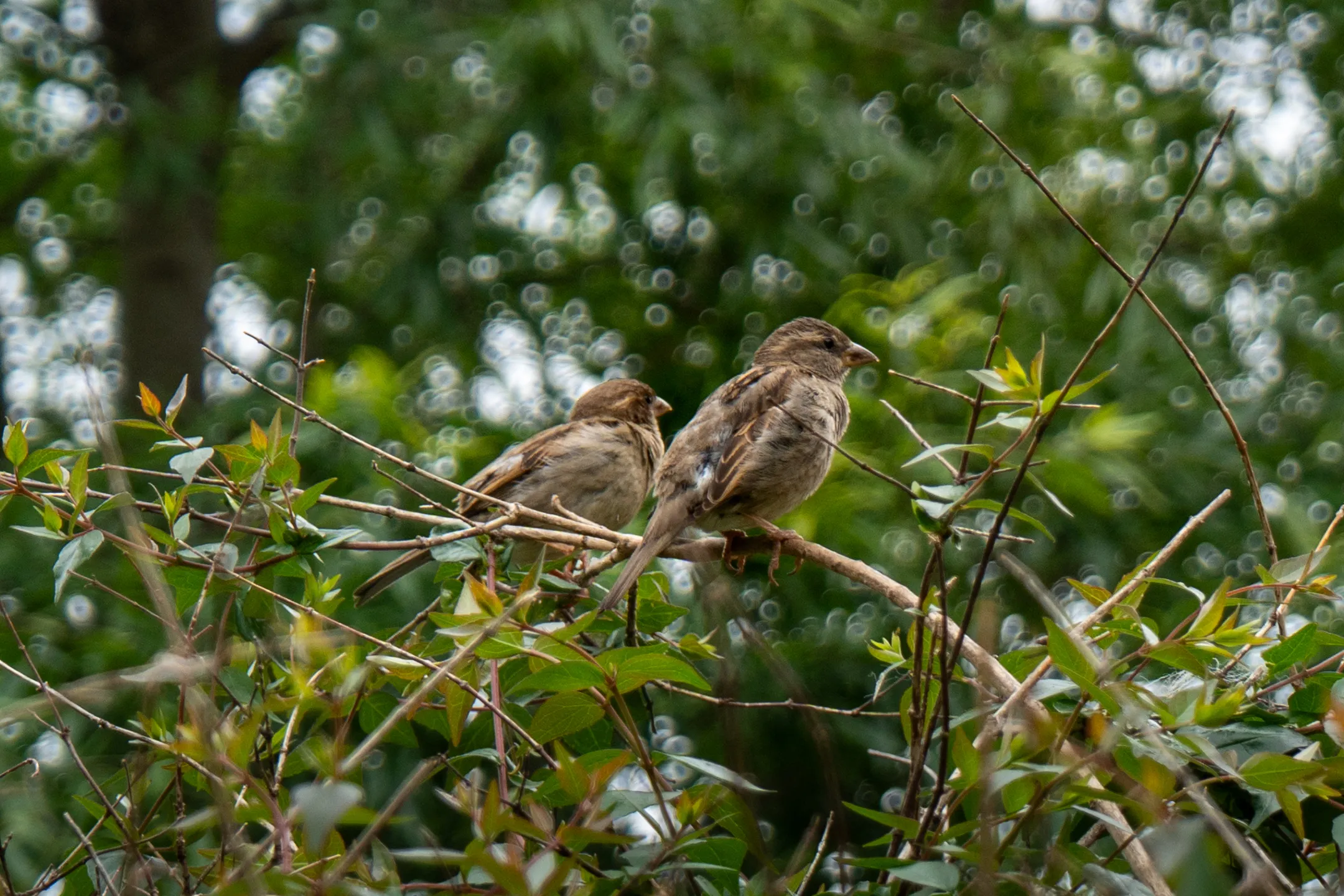 1DSC03936